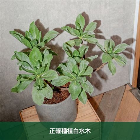 白水木 陽台|白水木養護指南：輕鬆種植白水木的技巧 